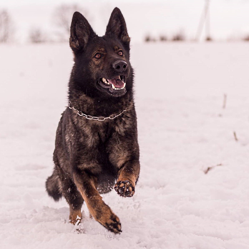 DDR Schäferhund Pochin vom Muldenschlößchen